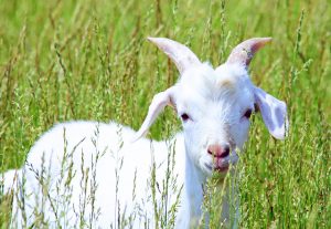goat-1856080_640